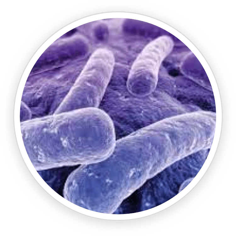 Lactobacillus Reuteri probiotic strain